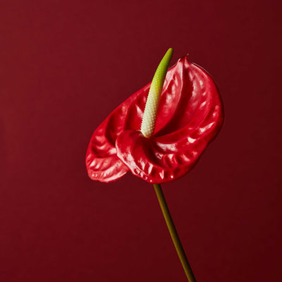 Fleur rouge sur fond rouge - Photographie sur toile tendue