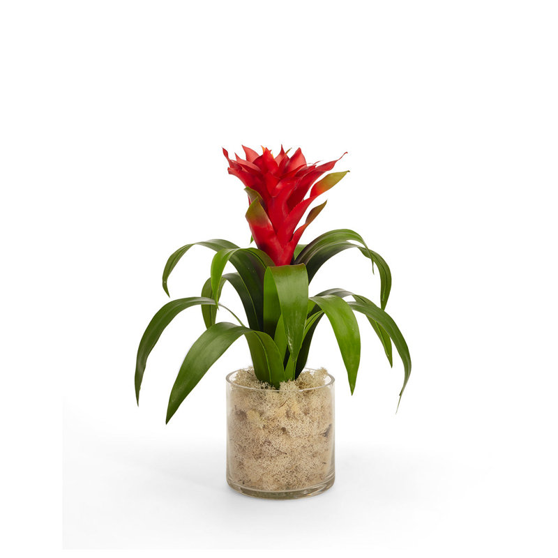 Tropical Bromeliad Centerpiece in Glass Jar, Red
