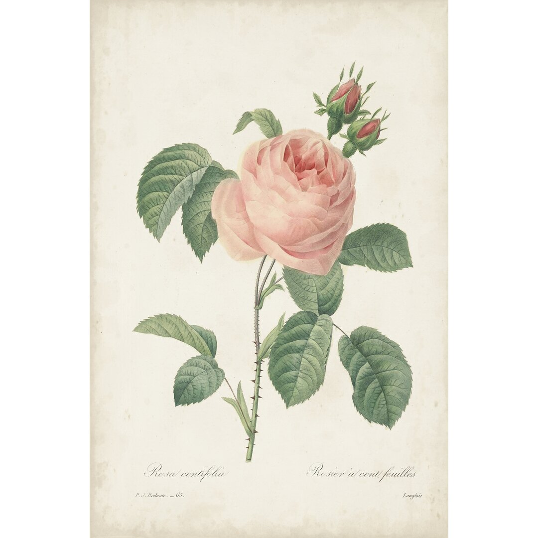 Leinwandbild Vintage Redoute Roses IV