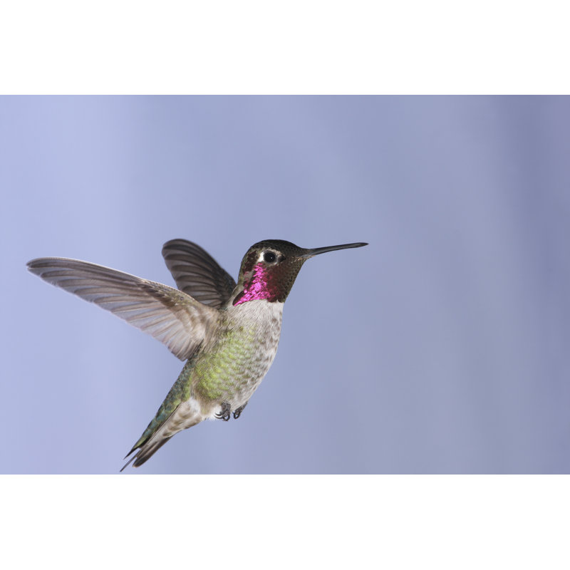 Annas Hummingbird par Naturesdisplay - photographie sur toile tendue, L 12 po x H 8 po