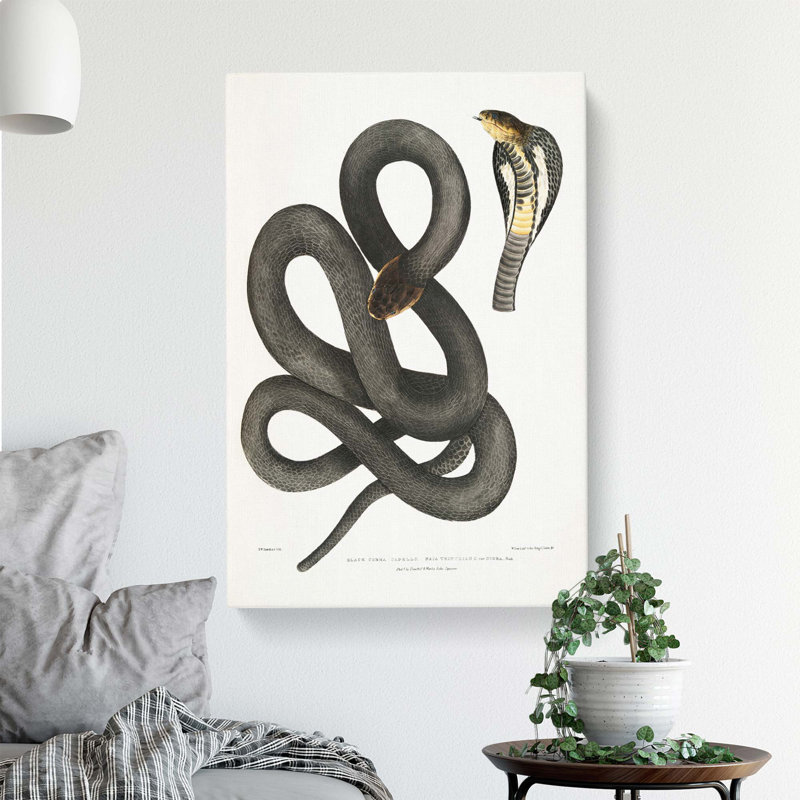 'Black Cobra Capella Snake' by John Edward Gray - Wrapped Canvas, 76 cm H x 50 cm W