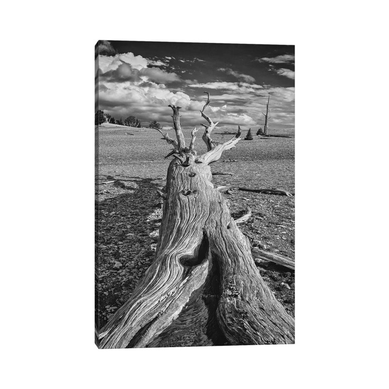 Usa, Eastern Sierra, White Mountains, Bristlecone Pines by John Ford - Wrapped Canvas Print, 30.48cm H x 20.32cm W x 1.91cm D