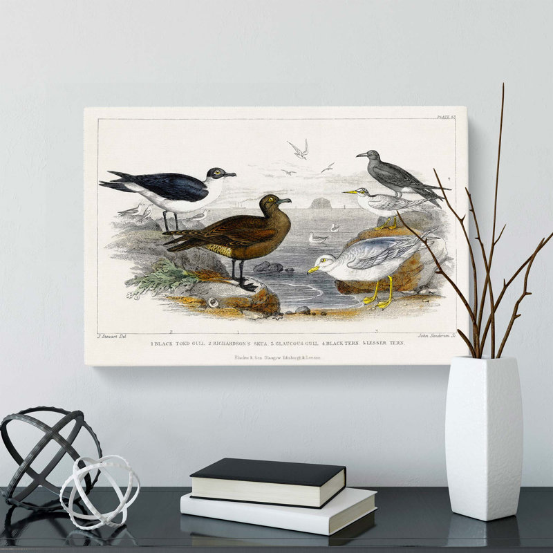Gulls and Tern Birds by Oliver Goldsmith - Wrapped Canvas, 50cm H x 76cm W x 3cm D