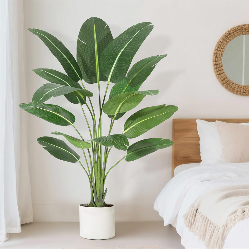 7.09cm Plant