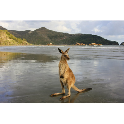 Kangaroo On The Beach by Victoriaashman - Wrapped Canvas Print