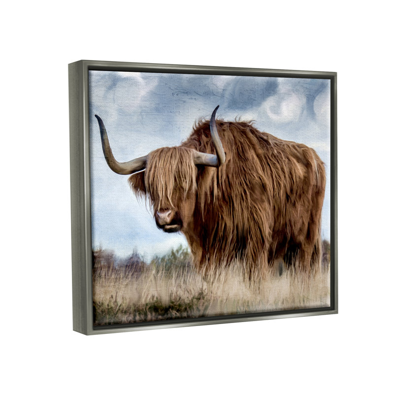 Bétail des Highlands dans un champ, Cadre flottant gris lustré, H 17 po x l 21 po x P 1,7 po