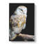 Barn Owl Vol.3 - Wrapped Canvas-61875800