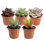 5 Piece Costa Farms Live Mini Succulent Low Maintenance Plant in Plastic Nursery Pot