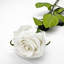 Vraies roses blanches préservées de 20 pouces: roses à longue tige qui durent éternellement - ensemble de 10-1971217538