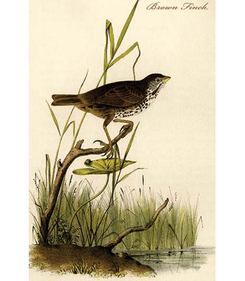 " Brown Finch " by James Audubon