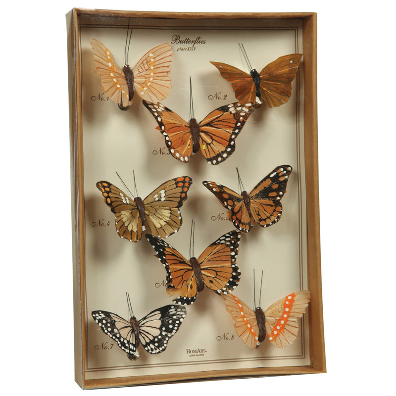 Ensemble papillon Acuna, Brun