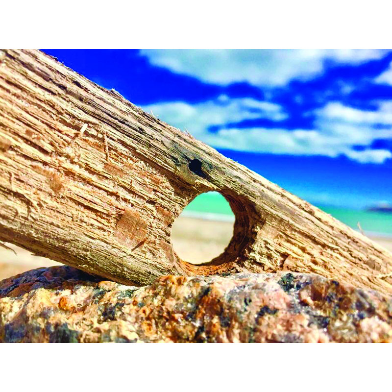 Driftwood Keyhole - photographie, Pas de tapis, Toile tendue, H 12 po x l 16 po x P 1,5 po