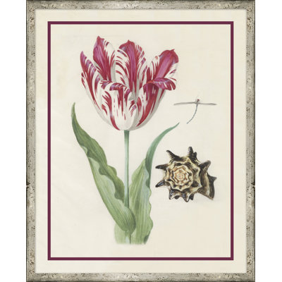 Fleur, coquillage et insecte II - Peinture encadrée sur papier