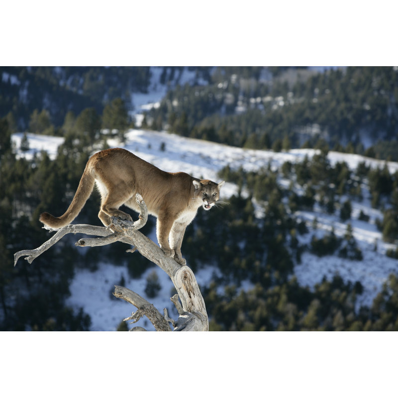 A Mountain Lion by Through-my-lens - Wrapped Canvas Print, 30cm H x 46cm W x 3.8cm D