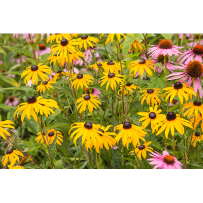 " Orange Coneflower Rudbeckia Fulgida "