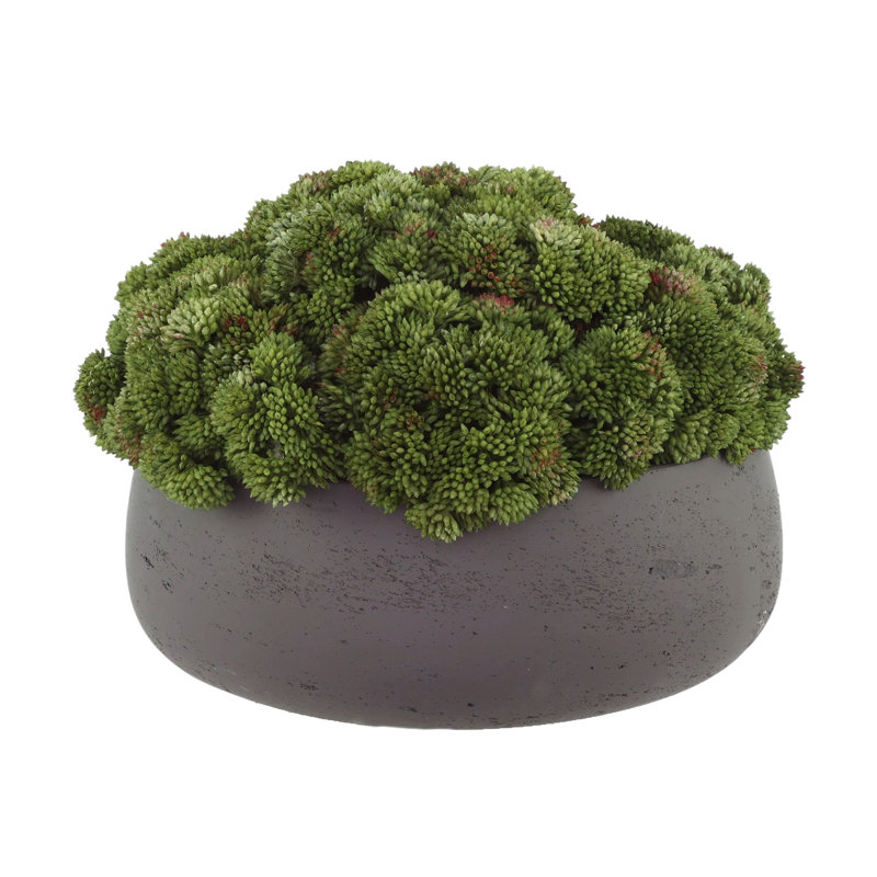 Sedum disposée en pot de fibres, Noir, Vert
