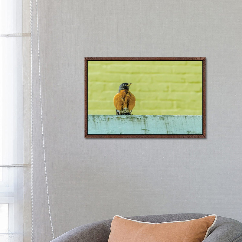 Posing Robin by David Gardiner - Print on Canvas, Brown Framed, 66.04 cm H x 45.72 cm W