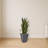 Sansevieria Artificial Plant in Slate Planter