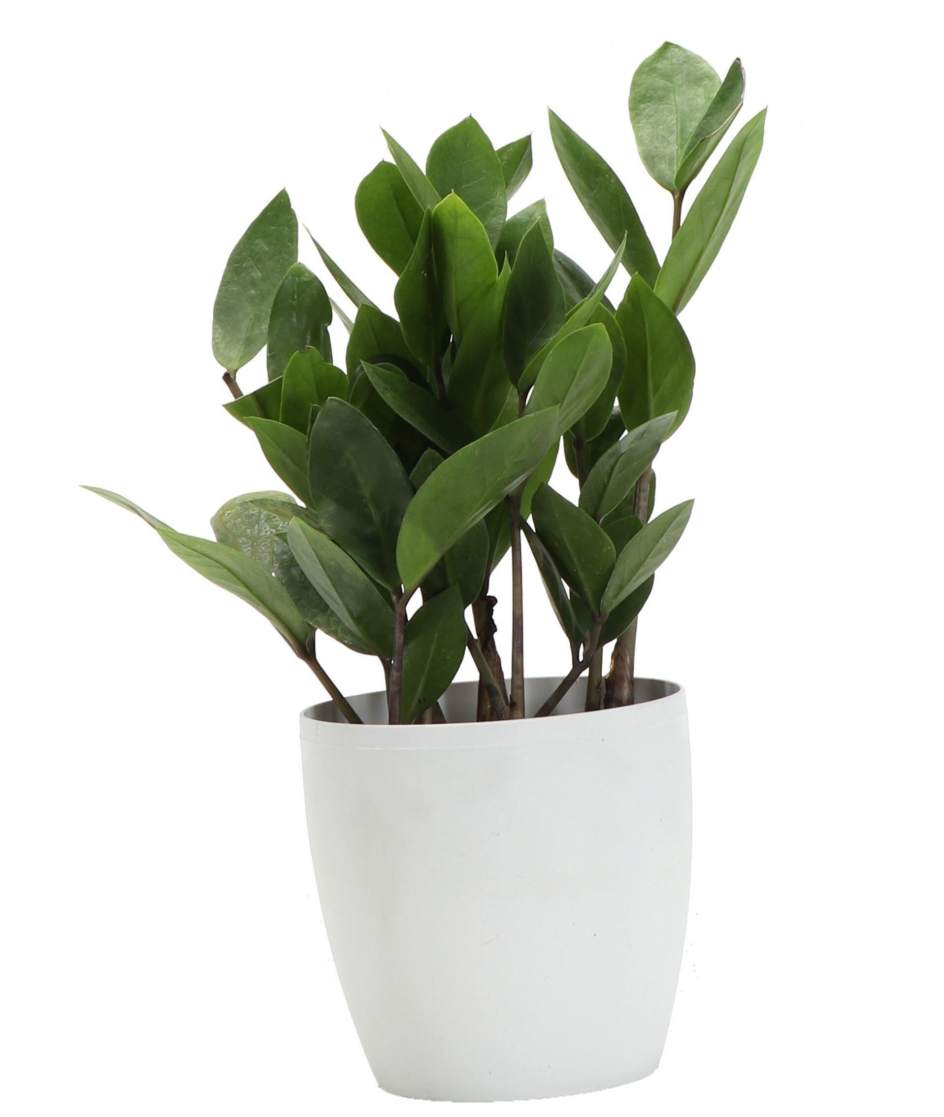 Thorsen's Greenhouse Live ZZ Houseplant in Classic Pot & Reviews | Wayfair