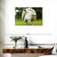 Brampt Nosy Sheep-108869381