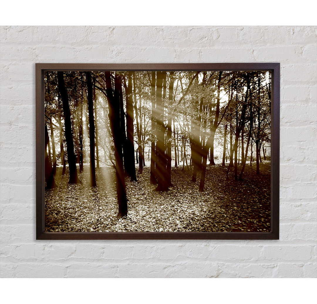 Sun Beams Through The Chocolate Forest - Einzelne Bilderrahmen Kunstdrucke auf Leinwand