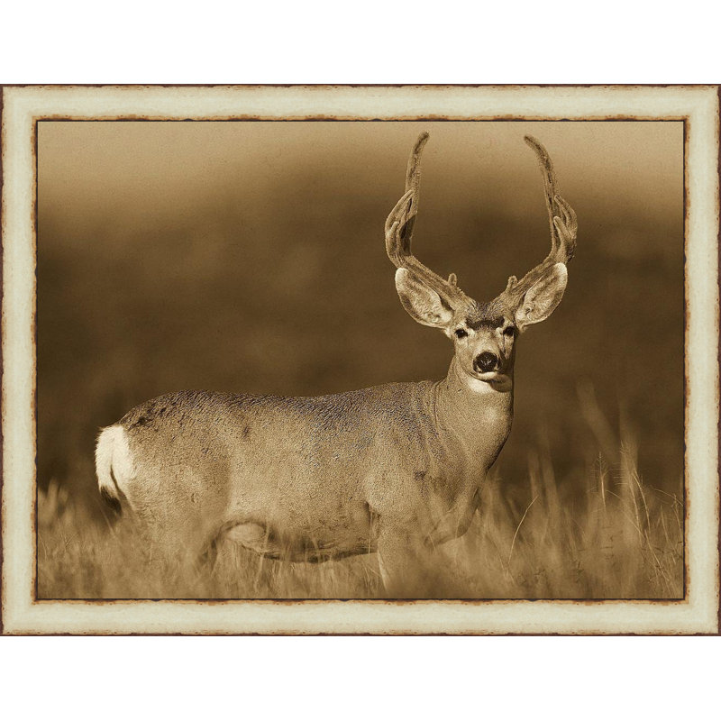 « mule cerf », reproduction de photo encadrée