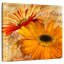 Harnek Golden Gerbera I-109359115