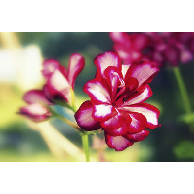 Pink Blossom I by Lillian Bell - Wrapped Canvas Painting