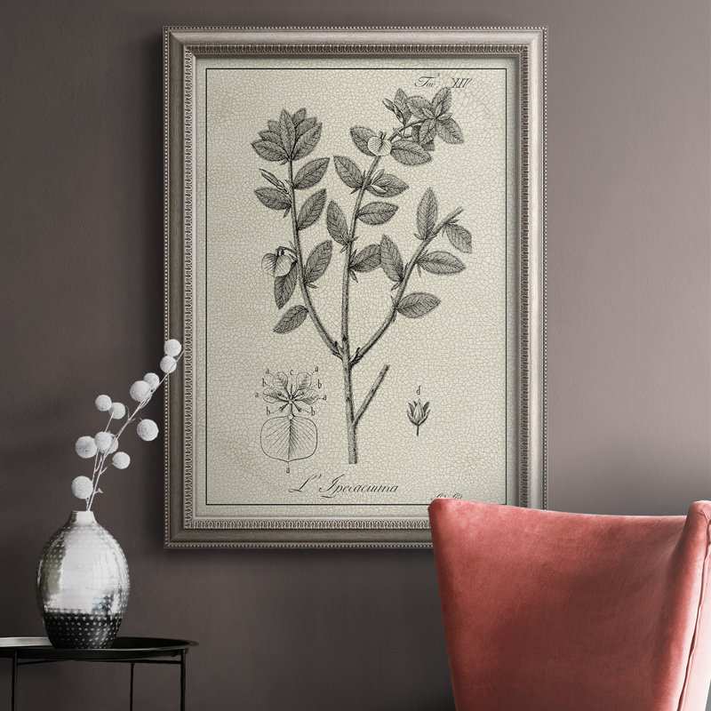«Antique Black & White Botanical VIII», reproduction d'art sur toile encadrée, L 24 po x H 36 po