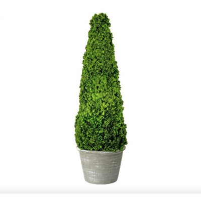Topiaire 28 po Coxcomb en pot