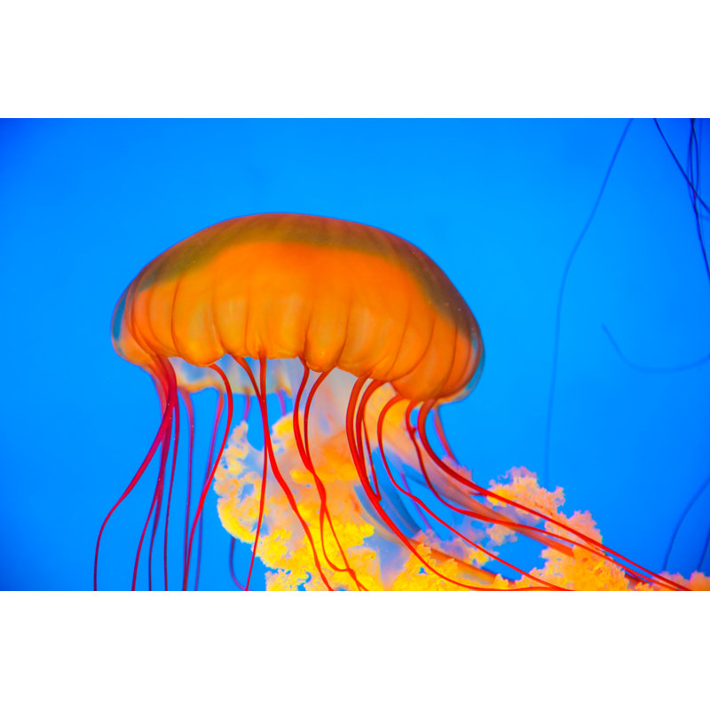 Jellyfish Undersea by Xijian - No Frame Print on Canvas, 30cm H x 46cm W