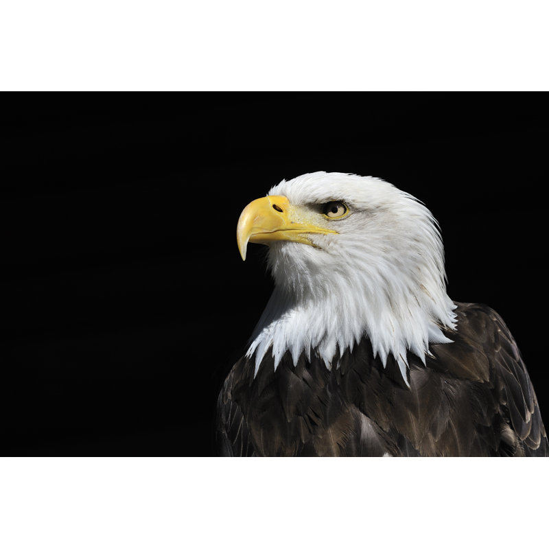 Aigle à tête blanche regardant par Akrp, H 24 po x l 36 po