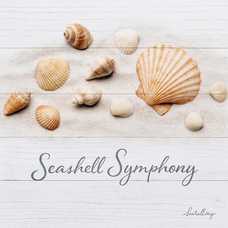 Seashell Symphony - Coastal Beach Shells, art mural sur toile
