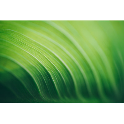 Leaf Surface Macro - Wrapped Canvas Print