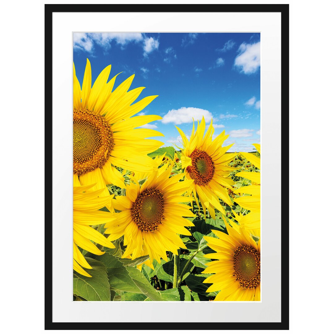 Gerahmtes Poster Sonnenblumenwiese unter Himmel