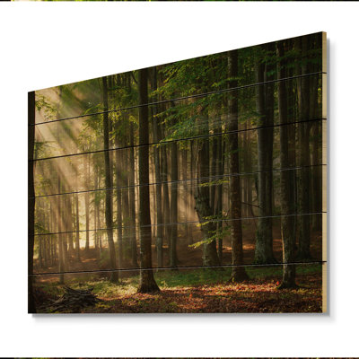 " Sunshine Through The Trees In The Woods "