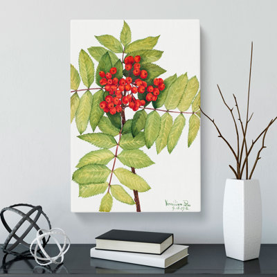 Western Mountain Ash by Mary Vaux Walcott - Wrapped Canvas Painting