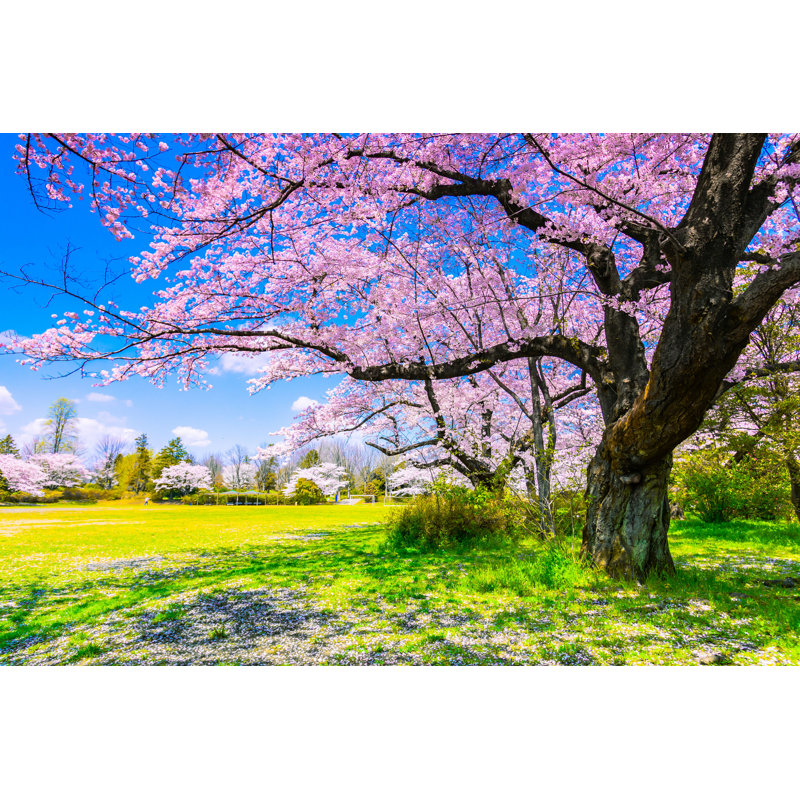 Fleur de cerisier au Japon par Pigpoto - Photographie sur toile tendue, L 12 po x H 8 po