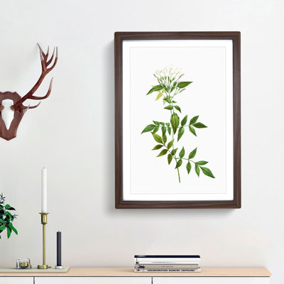 Jasmine Flowers by Pierre-Joseph Redoute - Picture Frame Graphic Art Print