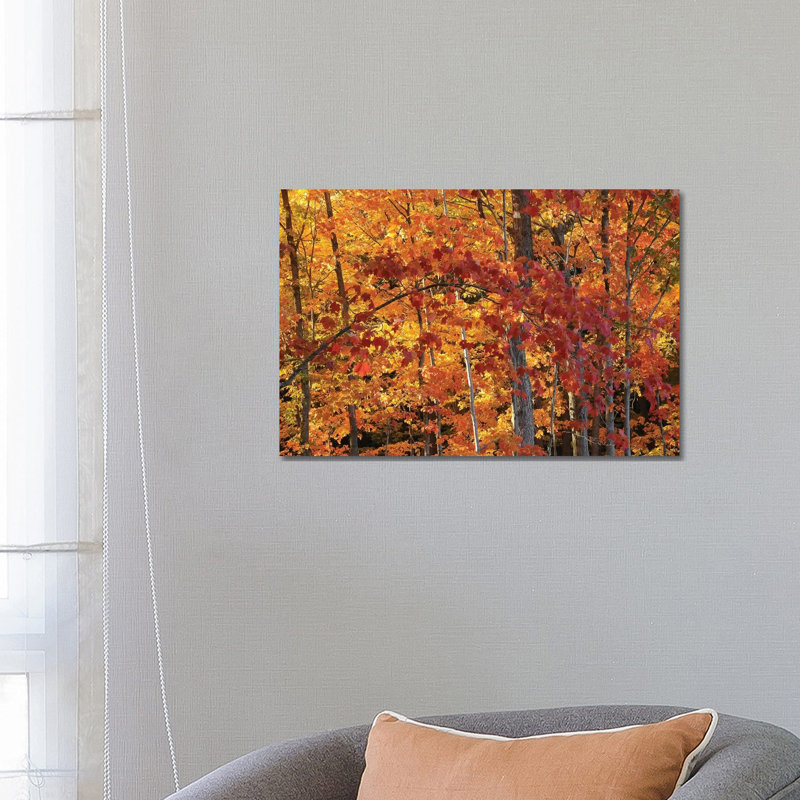 Backlit Maples by Brian Wolf - Wrapped Canvas Gallery-Wrapped Canvas Giclée