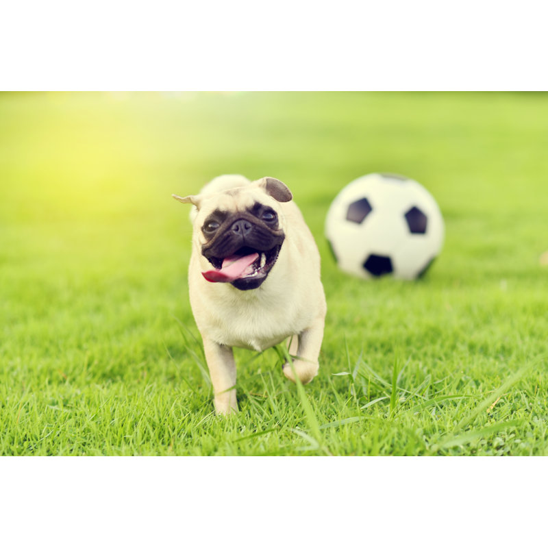 Happy Cute Pug by Jarun011 - Wrapped Canvas Print, 61cm H x 91cm W