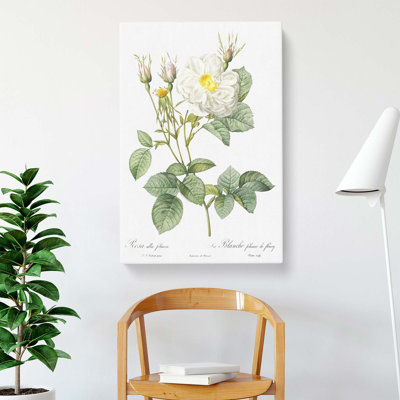 White Rose Of York by Pierre-Joseph Redoute - Wrapped Canvas Painting