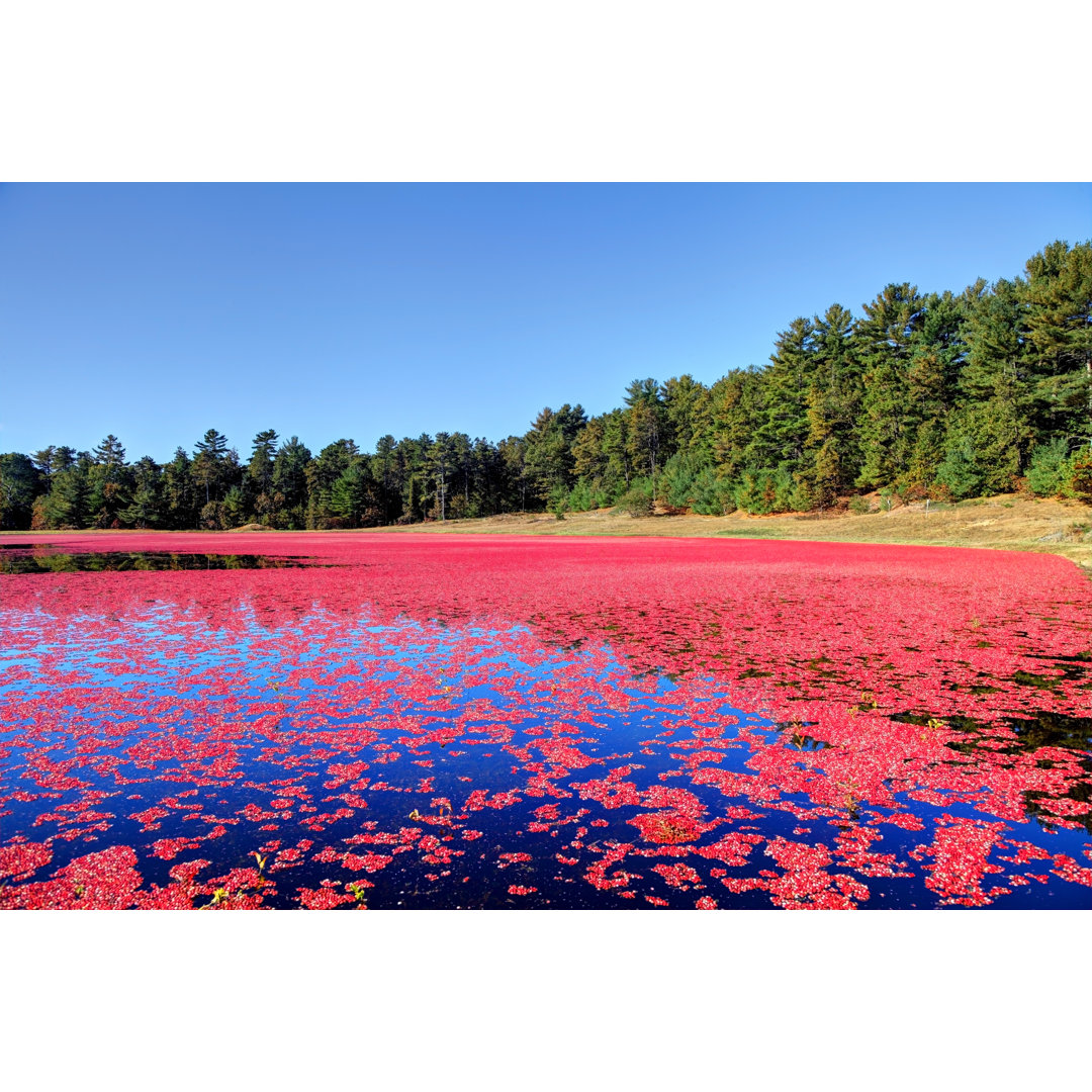 Cranberry Bog von DenisTangneyJr - Ohne Rahmen auf Leinwand drucken