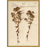 Herbarium 10 Giclee Print
