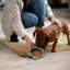 P.t. Petit bol pour animal de compagnie en forme de fleur avec base d'aspiration antidérapante Fournir Co.-108403957-108403960