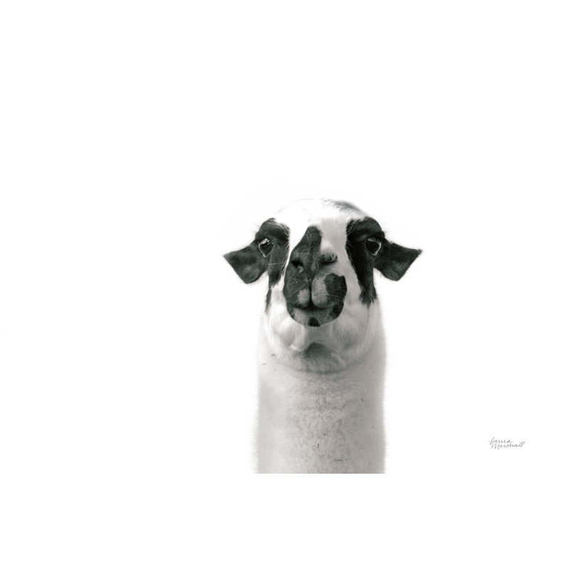 " Lovable Llama II " by Laura Marshall, 20" H x 30" W x 1.25" D
