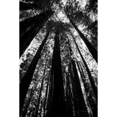 The Stand BW