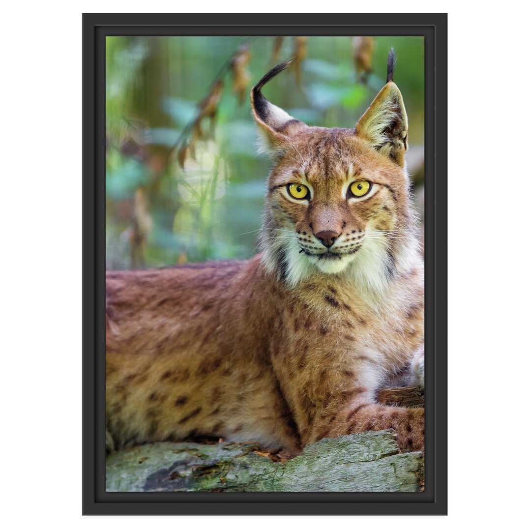 Gerahmtes Wandbild aufmerksamer Luchs