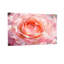 Plantes et fleurs, rose, aquarelle, reproduction d'art Z251224084240944335-2015104331