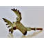 Multipack de boutons de fantaisie 2 1/2 "Stag Head-14195982